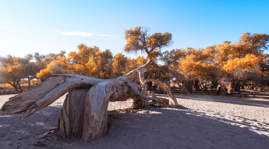 額濟(jì)納旗旅游
