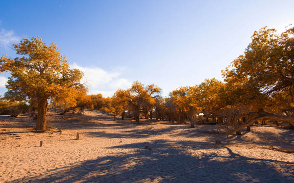 額濟(jì)納旗旅游