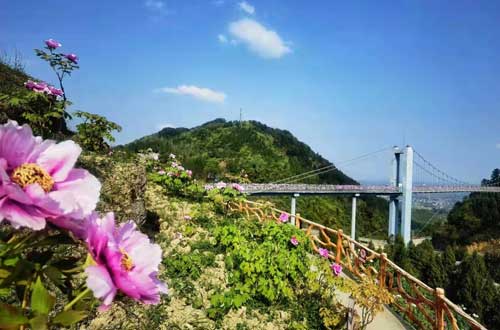 牡丹花旅游