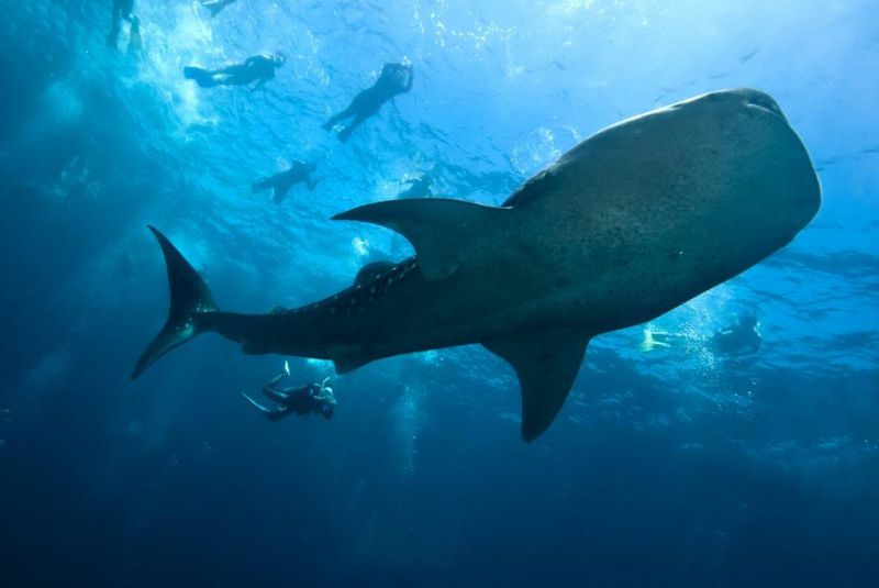 馬爾代夫太陽(yáng)島12