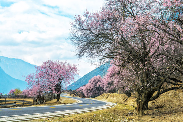 西藏林芝桃花005-銳景